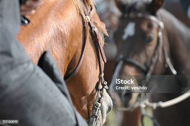 Photo libre de droit de Chevaux Dans Le Miroir banque d'images et plus d'images libres de droit de Bai - Bai, Bride, Cheval