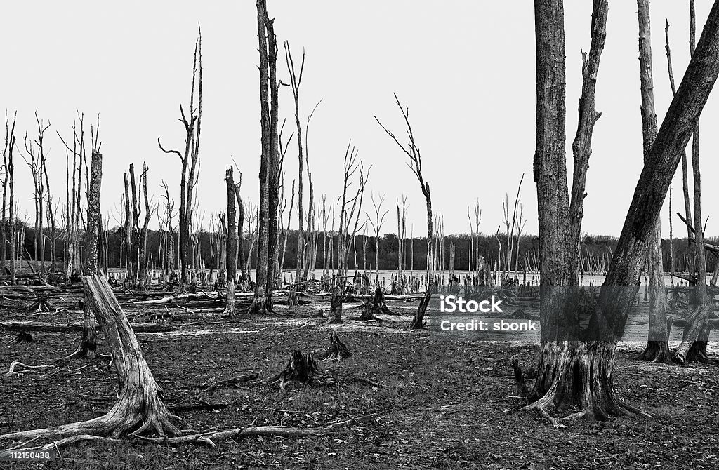 Arbres morts - Photo de Arbre libre de droits