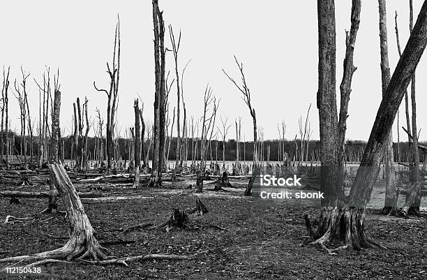 Photo libre de droit de Arbres Morts banque d'images et plus d'images libres de droit de Arbre - Arbre, Bois, Bois coupé