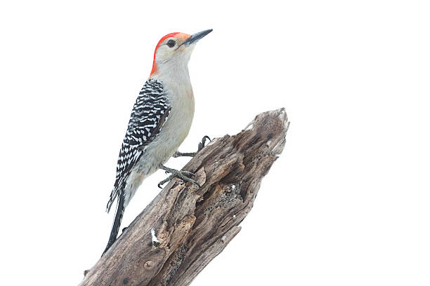 istock Woodpecker Isolated on a Branch 112253729
