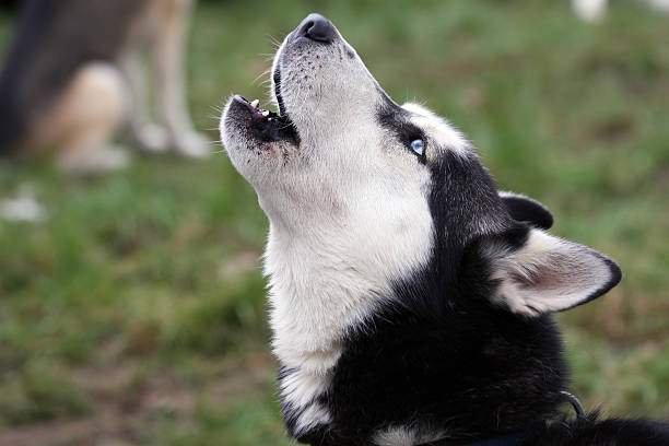 howling husky  howling stock pictures, royalty-free photos & images