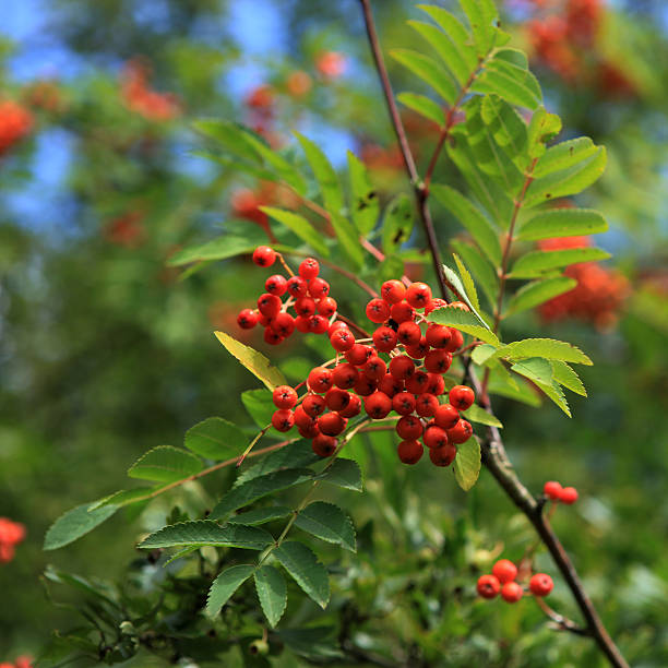 coloré rowanberries gros plan (sorbus aucuparia - sorbe photos et images de collection