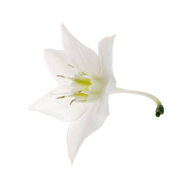Eucharis lily flower stock photo