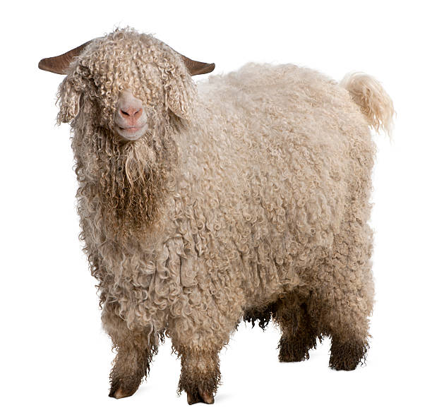 side view of Angora goat, standing, white background. Angora goat in front of white background. shaggy fur stock pictures, royalty-free photos & images