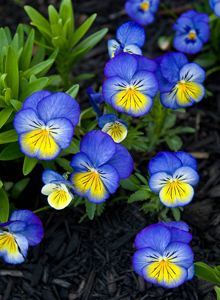 Johnny Jump-up, Heartsease Viola tricolor  viola tricolor stock pictures, royalty-free photos & images