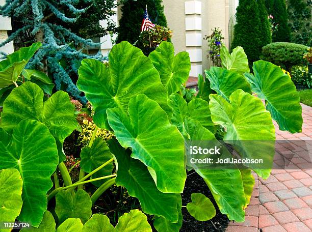 Elephant Ear Plants Stock Photo - Download Image Now - Beauty In Nature, Branch - Plant Part, Color Image