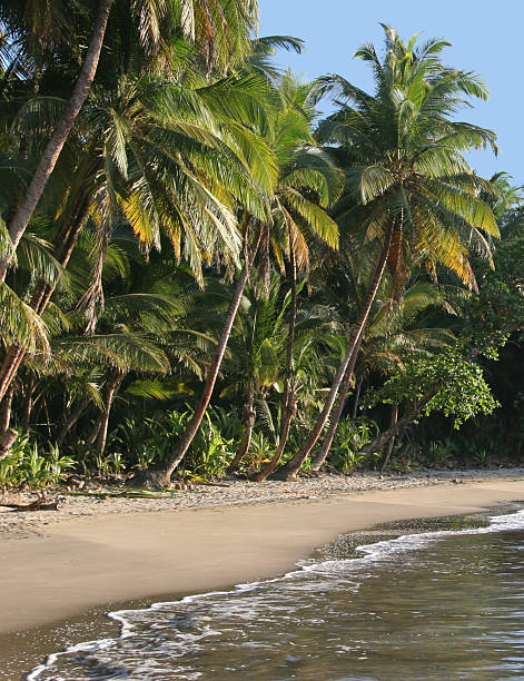 istock Batibou beach, Dominica, Caribbean 112257625