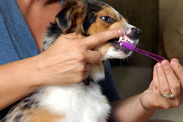 dentali denti di spazzolatura cani - toothbrush brushing teeth brushing dental hygiene foto e immagini stock