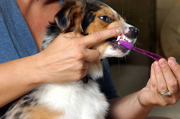 Dental Brushing Dogs Teeth  jodijacobson stock pictures, royalty-free photos & images