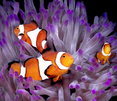 The Maldivian clownfish, also known as the anemonefish, is beautifully captured in this image as it interacts with its anemone sanctuary. The vibrant colors of the clownfish create a striking contrast against the backdrop of the coral reef.\n\nThe clownfish, with its bright orange body adorned with distinct white stripes, confidently maneuvers through the delicate tentacles of the anemone. Its small size and flattened shape enable it to navigate effortlessly within the protective embrace of its host.\n\nThe anemone, displaying a mesmerizing array of colors ranging from shades of purple to hues of green and pink, offers both shelter and sustenance to the clownfish. The anemone's tentacles not only provide protection from predators but also offer a food source through mutualistic symbiosis.\n\nThe photograph captures the intricate relationship between the clownfish and its anemone. The clownfish finds refuge within the anemone, while in return, it helps the anemone by attracting prey and providing nutrients through its waste.\n\nThis image showcases the enchanting beauty of the Maldivian clownfish as it thrives in harmony with its anemone partner, exemplifying the delicate balance and interdependence found in the underwater world of the Maldives.