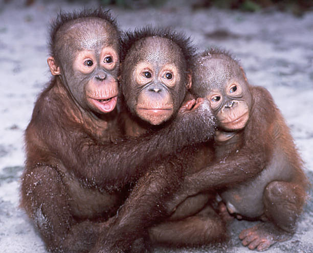 Orangutan Babies Stock Photo - Download Image Now - Monkey, Ape, Embracing - iStock Orangutan Babies Stock Photo - Download Image Now - Monkey, Ape, Embracing - iStock