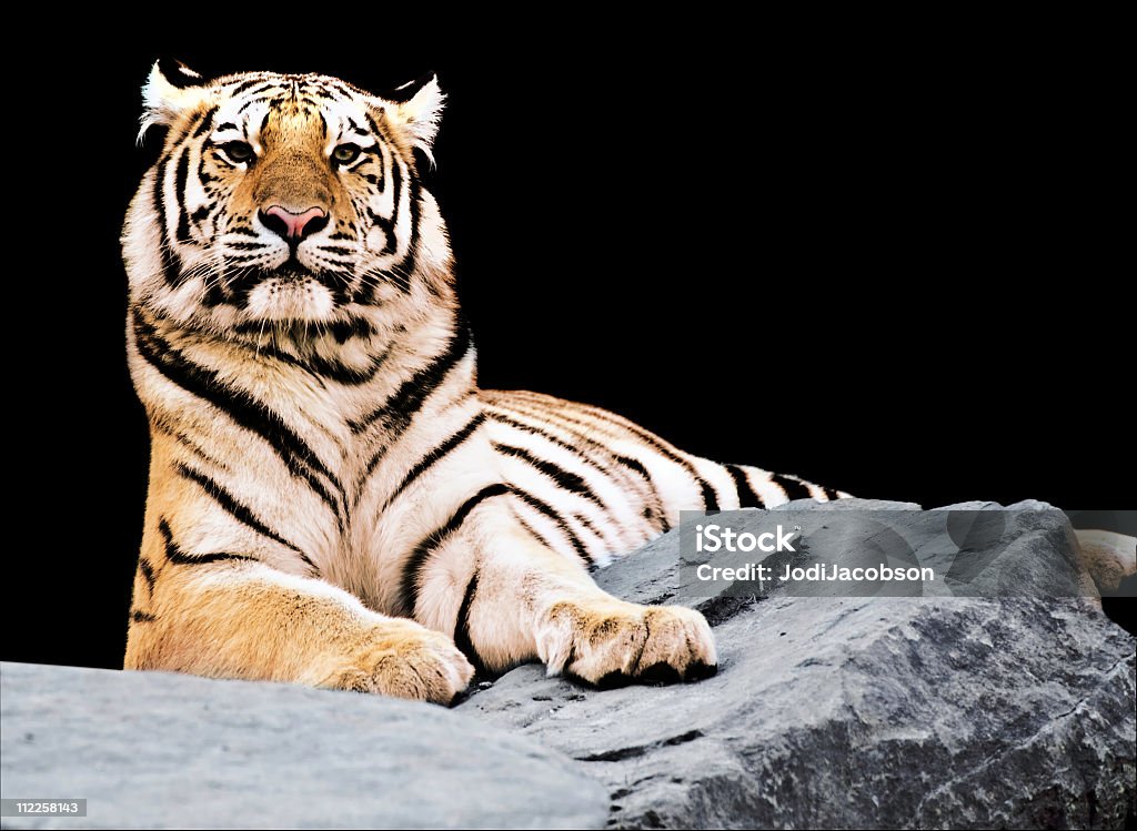 Siberian tiger (Panthera tigris altaica) - Foto de stock de Orgullo libre de derechos
