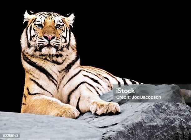 Siberian Tiger Foto de stock y más banco de imágenes de Orgullo - Orgullo, Tigre, Alerta