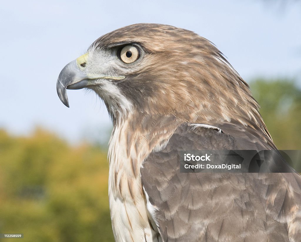 Falco dalla coda rossa - Foto stock royalty-free di Animale