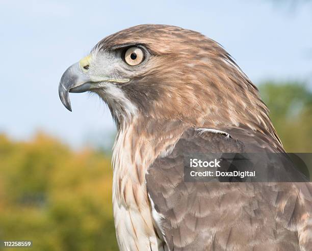 Falco Dalla Coda Rossa - Fotografie stock e altre immagini di Animale - Animale, Animale selvatico, Becco