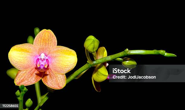 Orquídea Falenópsis Colorido Isolado No Preto - Fotografias de stock e mais imagens de Fundo Preto - Fundo Preto, Orquídea - Flor tropical, Avareza