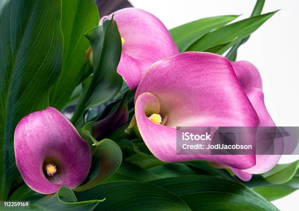 Calla Lily Macro Stock Photo - Download Image Now - Calla Lily, Pink Color, White Background