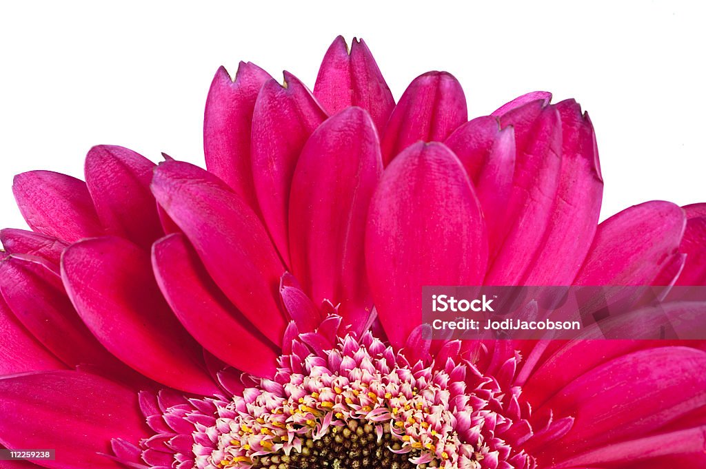 gerber daisy flower plant розовый - Стоковые фото Без людей роялти-фри