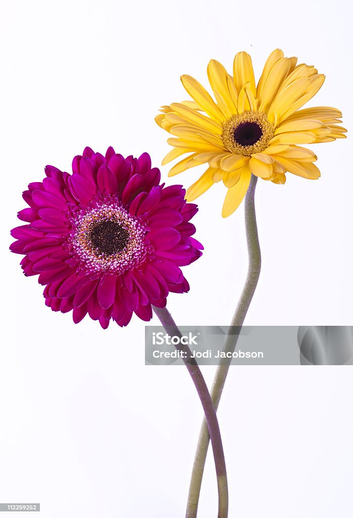 Rouges et jaunes de gerber daisies chaud - Photo de Amour libre de droits