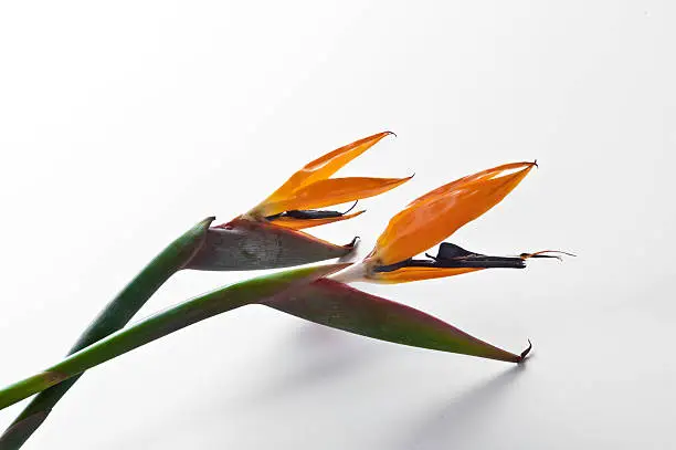 Photo of Bird-of-paradise or crane flower (Strelitzia reginae)