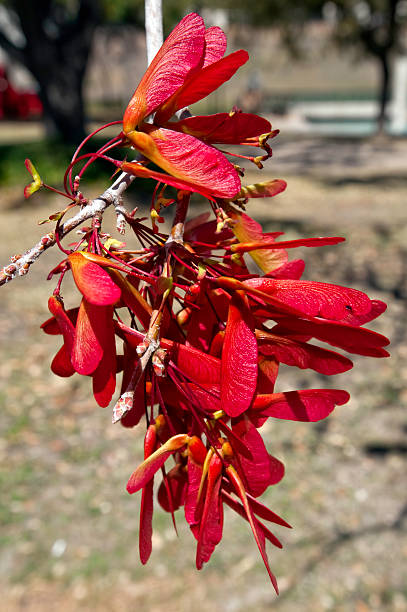 semi di acero pronto a volare - maple keys seed maple tree red foto e immagini stock