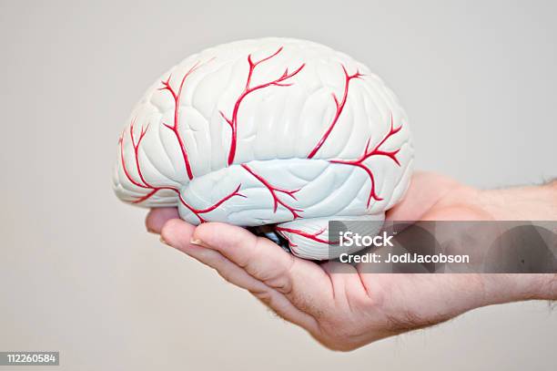 Foto de Modelo De Cérebro Do Lado De Fora e mais fotos de stock de Derrame Cerebral - Derrame Cerebral, Modelo, Saúde e Medicina