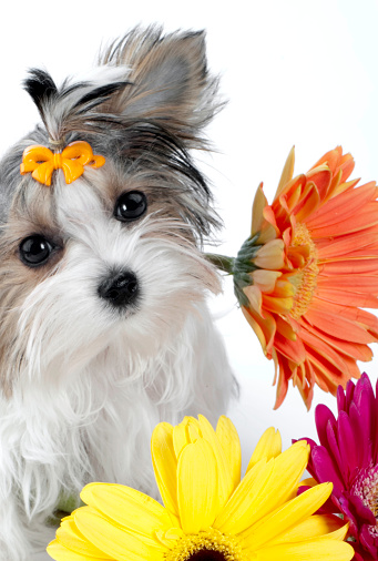 dog enjoys the flowers on a spring day, pets, spring