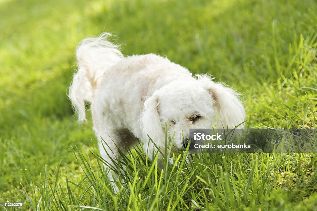 Rescató perro - Foto de stock de Afección médica libre de derechos