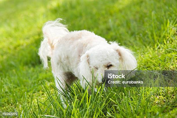 Cani Soccorsi - Fotografie stock e altre immagini di Ambientazione esterna - Ambientazione esterna, Animale, Animale da compagnia