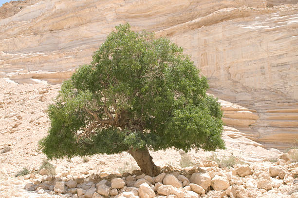 istock En Avadet in Israel 112262914