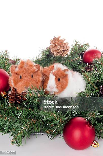 Conejillos De Corona De Navidad Foto de stock y más banco de imágenes de Adorno de navidad - Adorno de navidad, Amistad, Animal