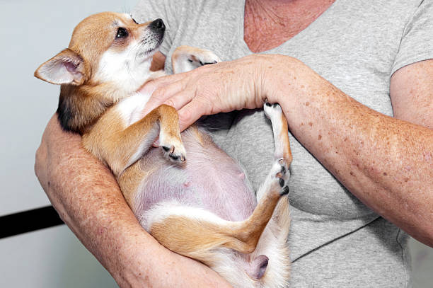 femme enceinte chien - chihuahua stroking pets human hand photos et images de collection