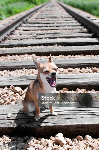 トンナーラに鉄道のトラック - ケチのストックフォトや画像を多数ご用意 - ケチ, チワワ犬, あくびをする