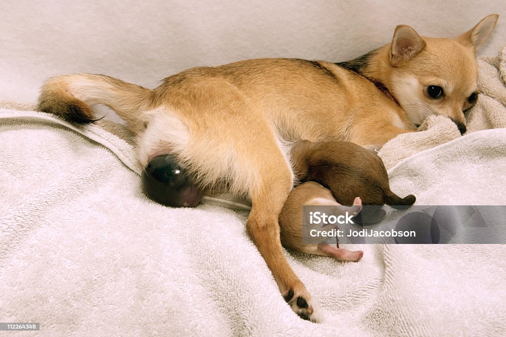 Perro del parto - Foto de stock de Perro libre de derechos