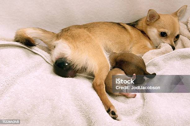 Perro Del Parto Foto de stock y más banco de imágenes de Perro - Perro, Vagina, Dolor