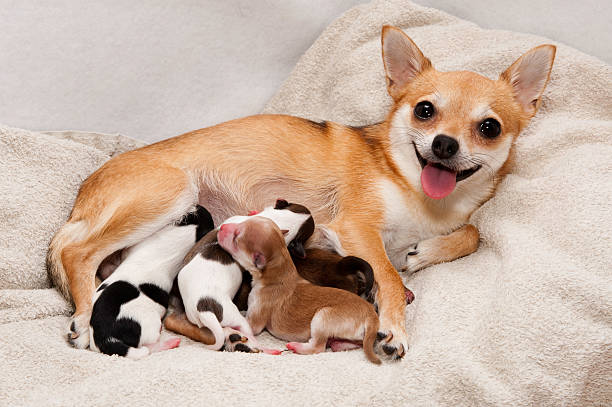 Dog birth  suckling stock pictures, royalty-free photos & images