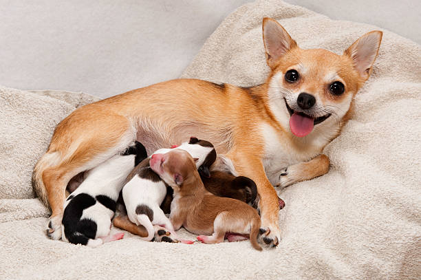 cão nascimento - two tone imagens e fotografias de stock