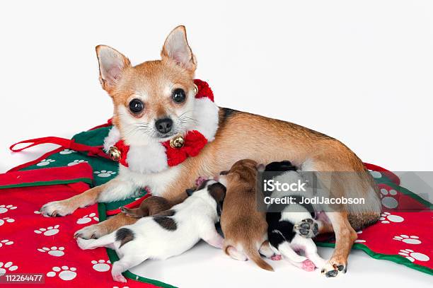 Dzieci Pierwszy Narodzenia - zdjęcia stockowe i więcej obrazów Białe tło - Białe tło, Boże Narodzenie, Chihuahua - Pies rasowy