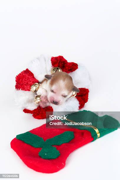 Bambini Prima Di Natale - Fotografie stock e altre immagini di Allattare - Mondo animale - Allattare - Mondo animale, Allattare al seno - Bambino, Allegro