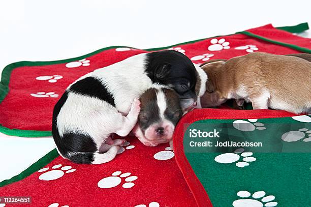 3 퍼피즈 수면 한 크리스마스 테마의 매트 12월에 대한 스톡 사진 및 기타 이미지 - 12월, 갓 태어난 동물, 강아지-개