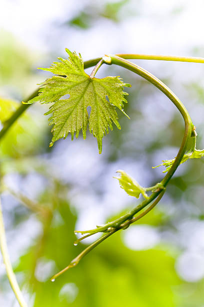 Vine leaf stock photo