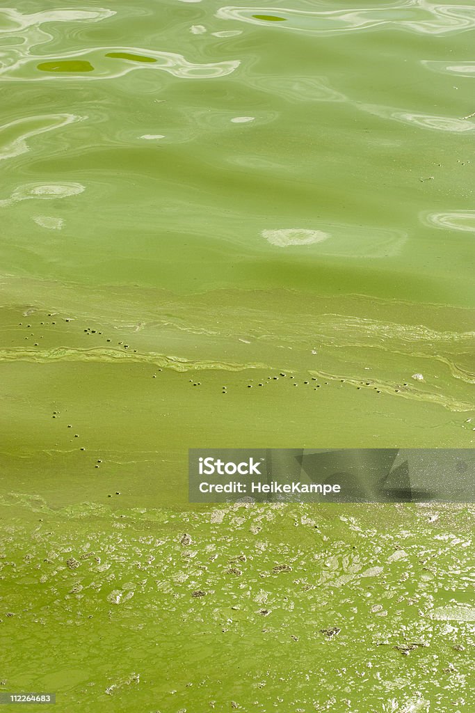 Massive algal bloom  Cyanobacterium Stock Photo