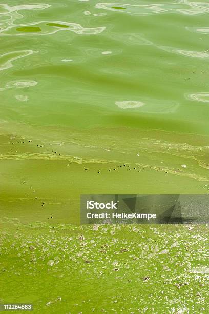 Massive Algal Bloom Stock Photo - Download Image Now - Cyanobacterium, Microcystis, Abstract