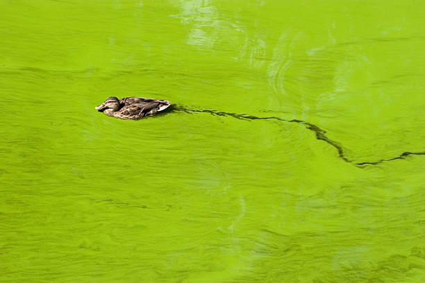 Bright green lake filled with algae and a floating duck Algal bloom in a lake, caused by the bluegreen alga Microcystis. algal bloom stock pictures, royalty-free photos & images