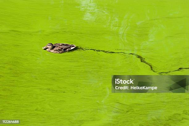 Массивные Цветение Воды — стоковые фотографии и другие картинки Цветение воды - Цветение воды, Утка - Водоплавающая птица, Загрязнение воды