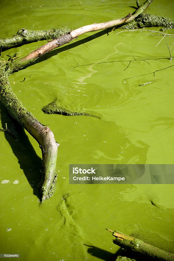 Énorme Prolifération d'algues - Photo de Abstrait libre de droits