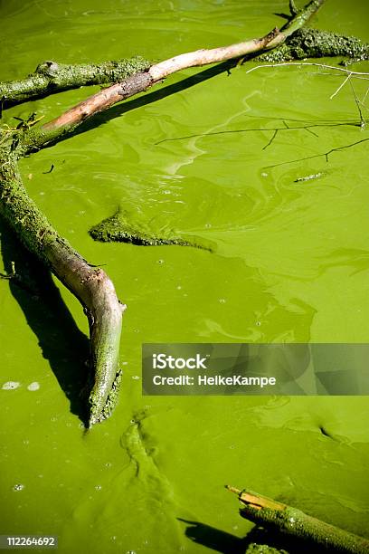 Rozległe Zakwit - zdjęcia stockowe i więcej obrazów Abstrakcja - Abstrakcja, Bez ludzi, Brudny