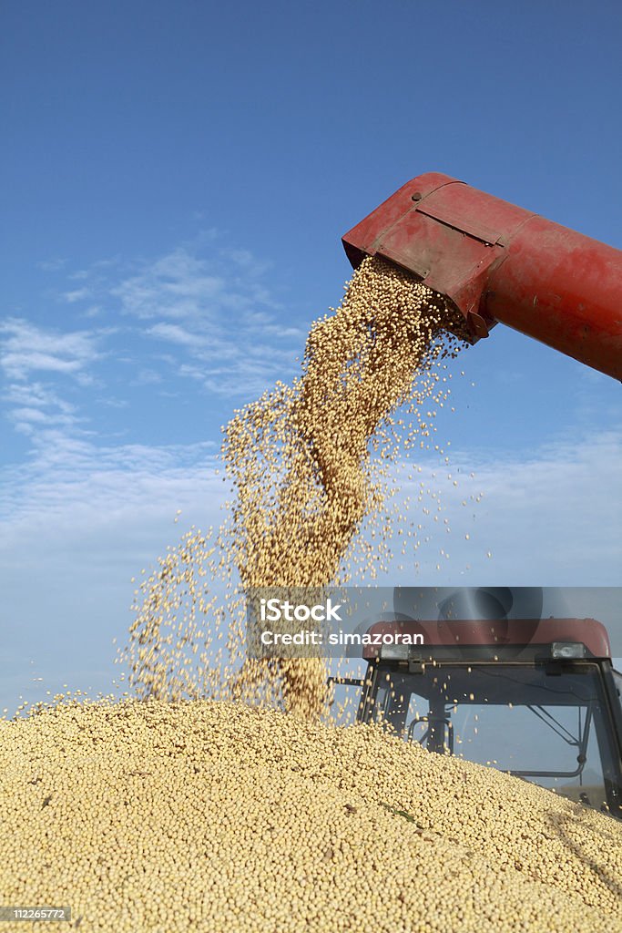 Harvest - Foto stock royalty-free di Agricoltura