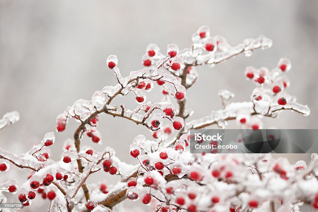 Frozen hawthorn branch  Branch - Plant Part Stock Photo