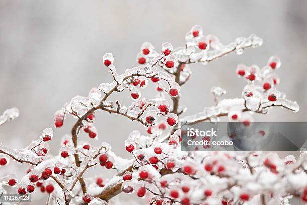 Frozen Hawthorn Branch Stock Photo - Download Image Now - Branch - Plant Part, Cold Temperature, Color Image